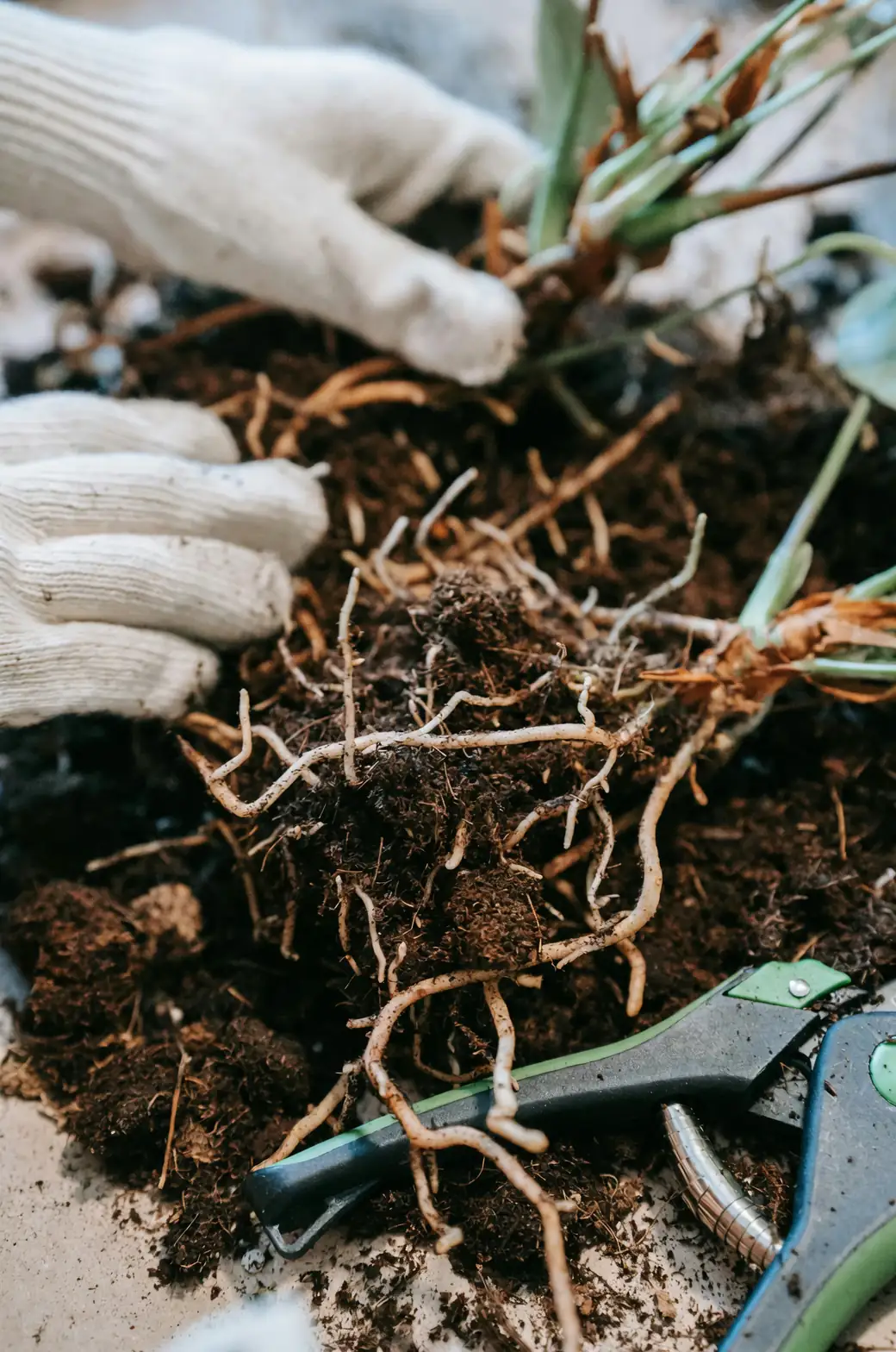 adding compost to plant pot soil