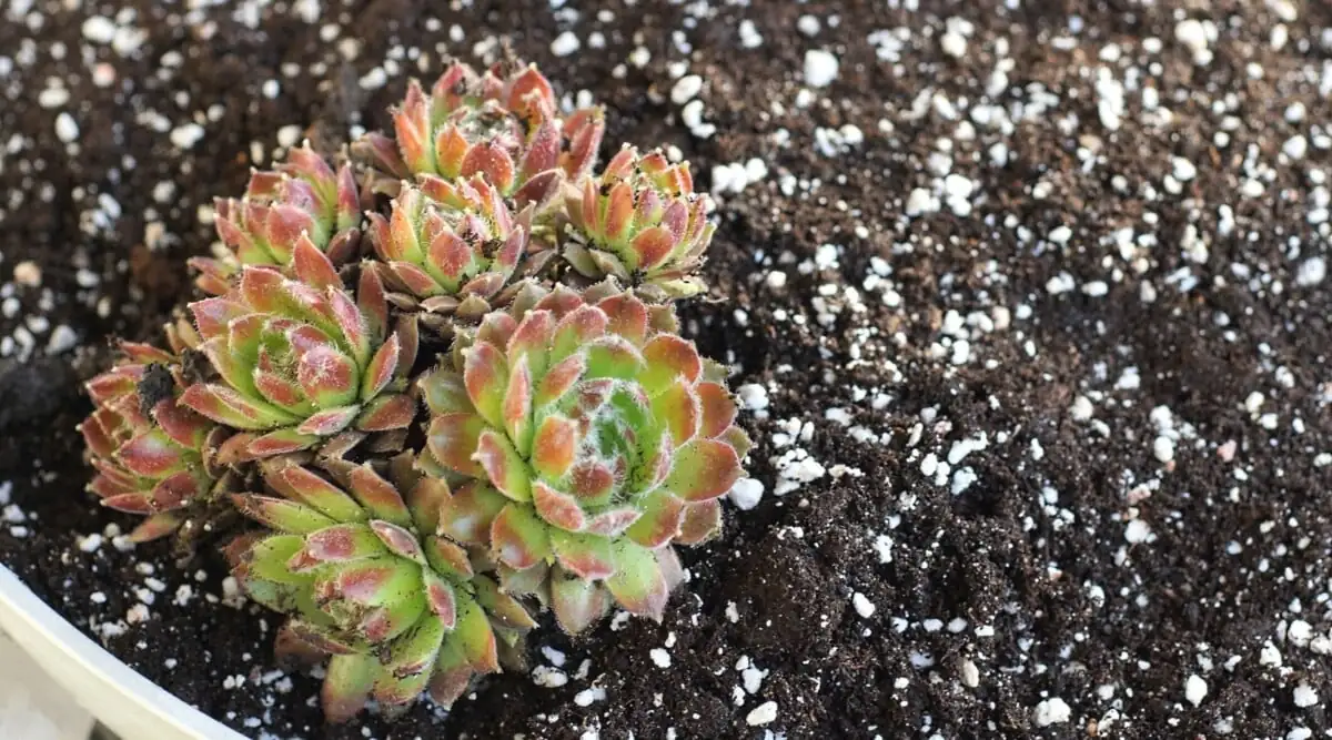 succulent in granular soil