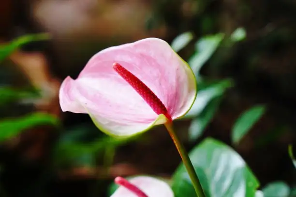 Troubleshooting Anthurium: Conquer Pests and Revive Your Flamingo Lily!