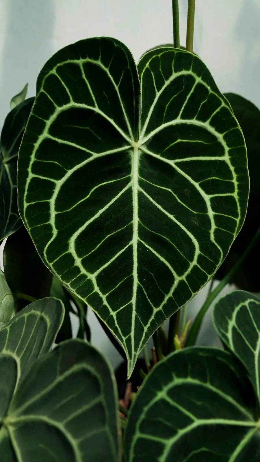 spider mites on anthurium leaves
