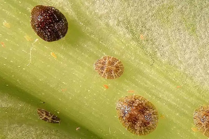 scale insects on anthurium