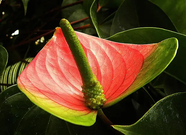 Anthurium andraeanum in jungle