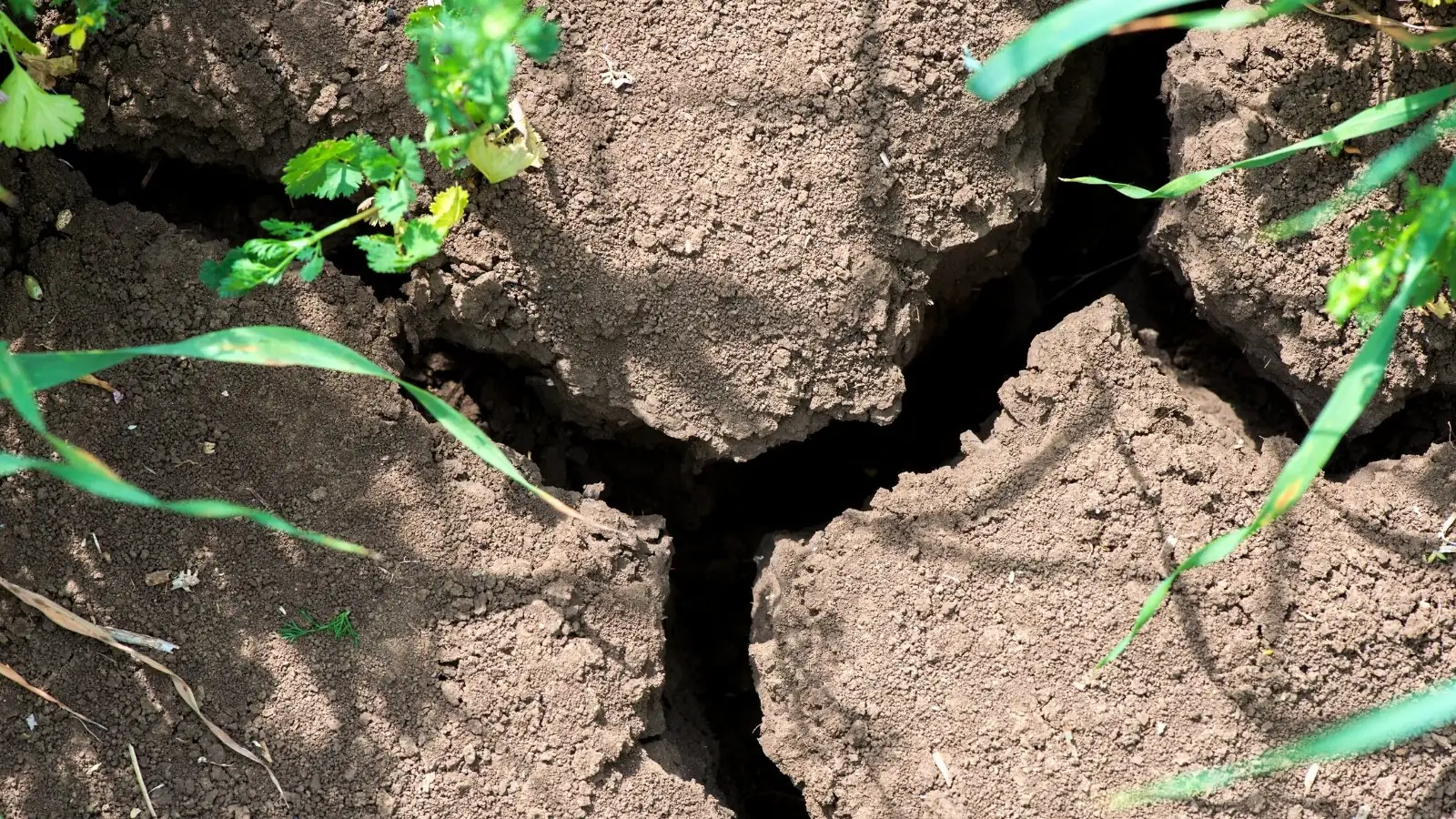 Dig Deep: Transform Your Garden with These Soil Drainage and Aeration Tips