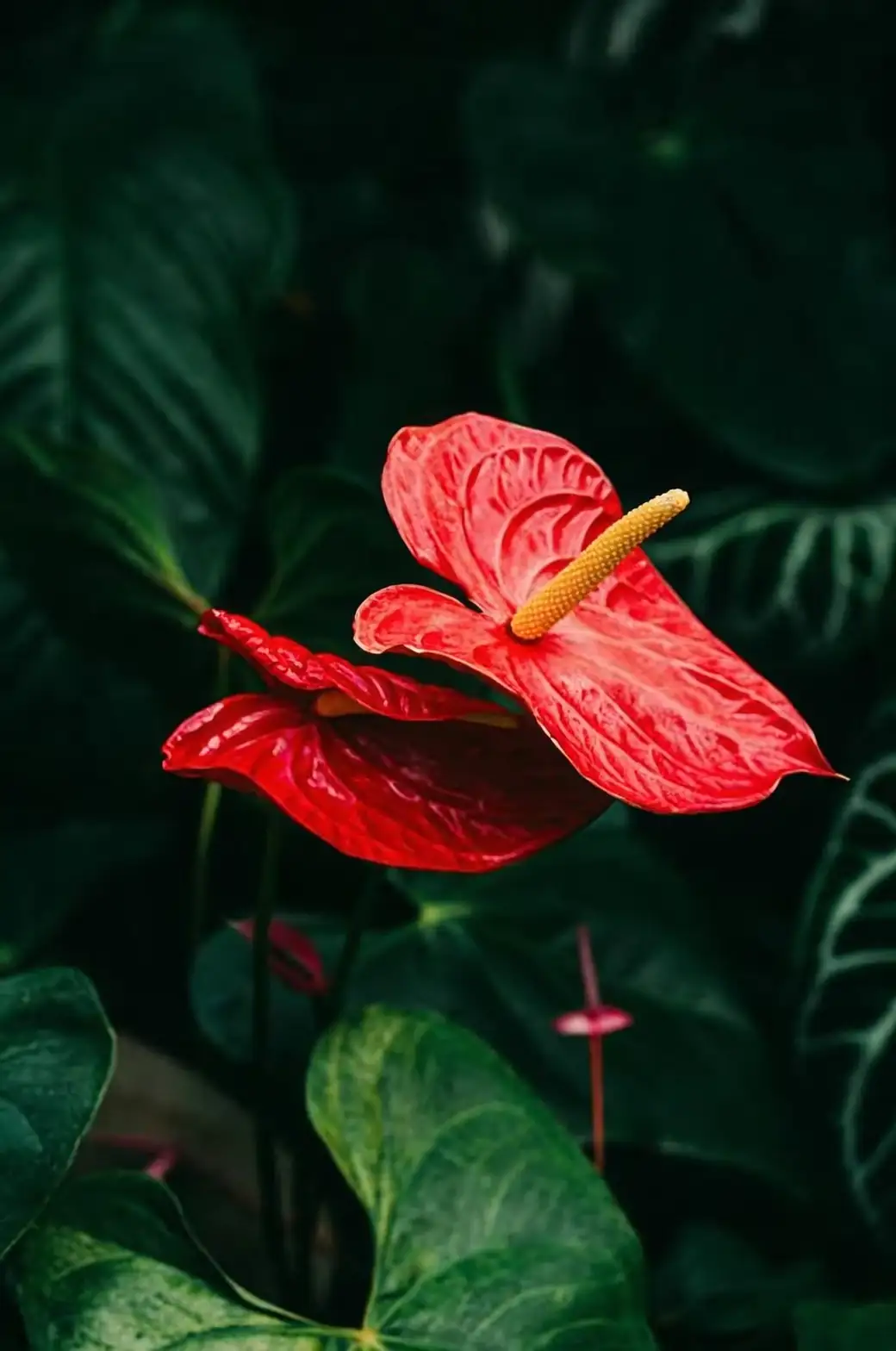 Flamingo Flower vibrant spathes