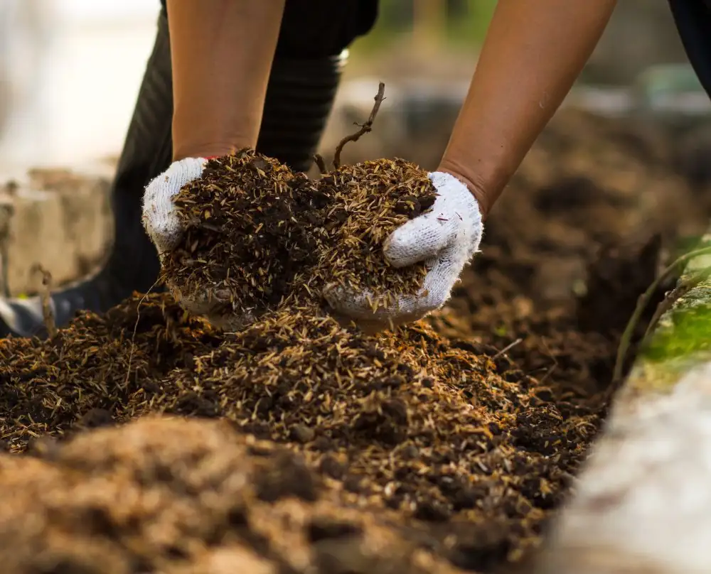compost in garden bed