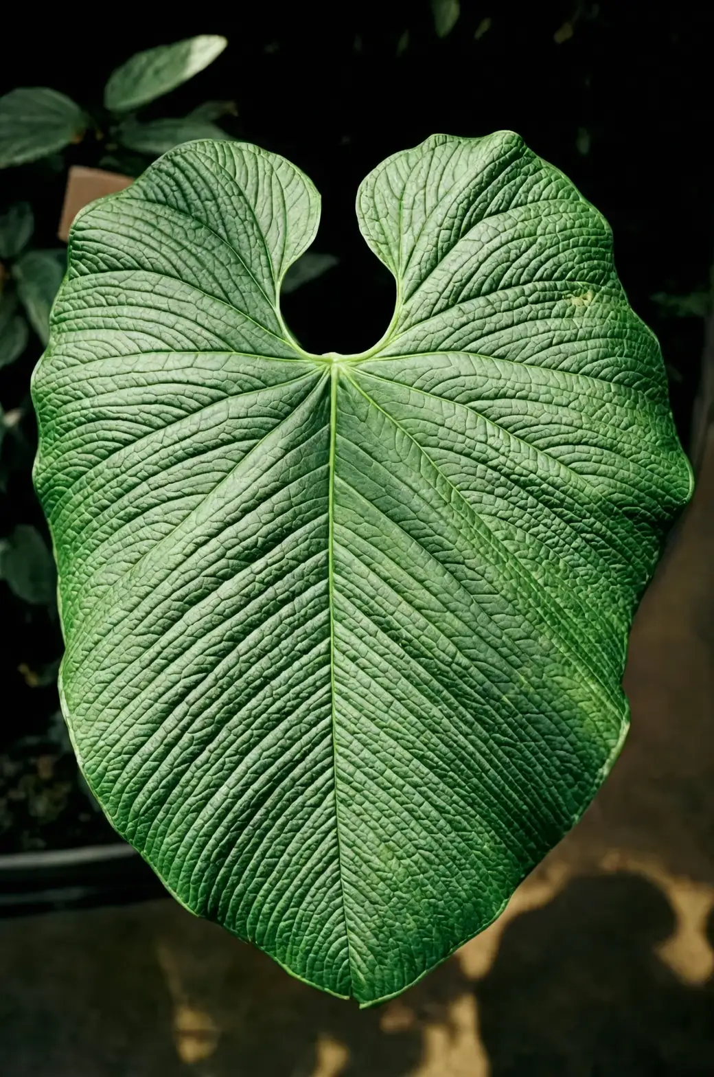 anthurium in natural habitat