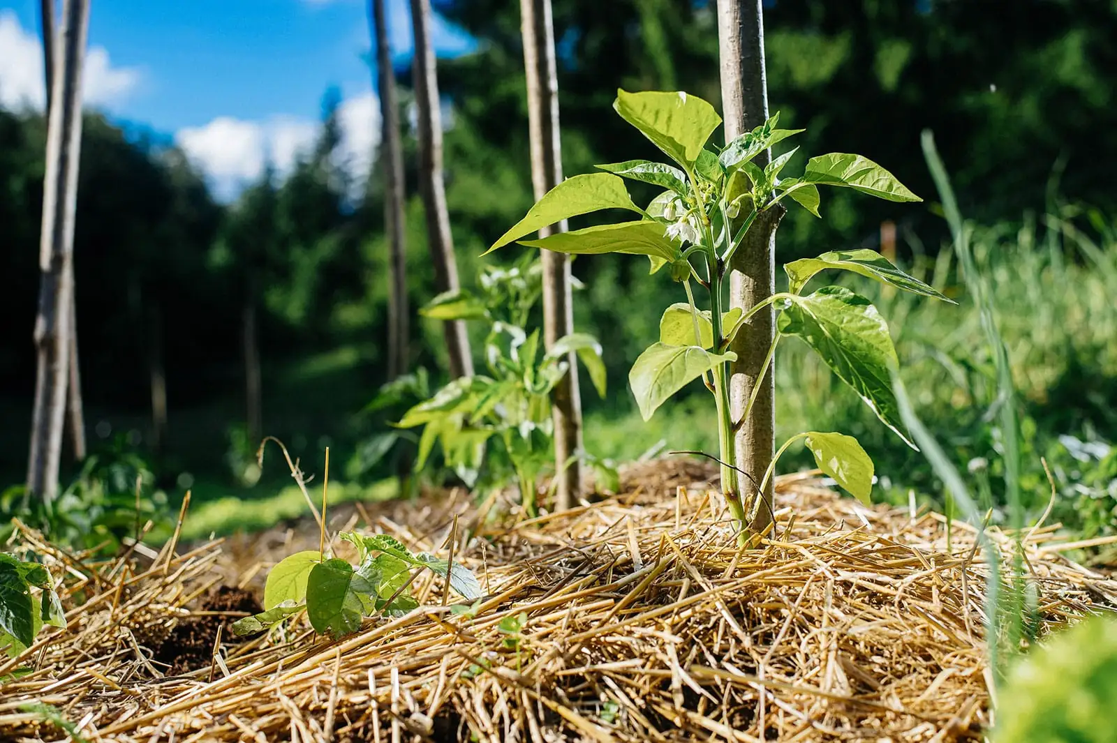 organic mulch garden bed