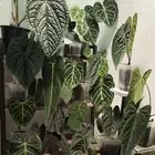 anthurium indoor care setup