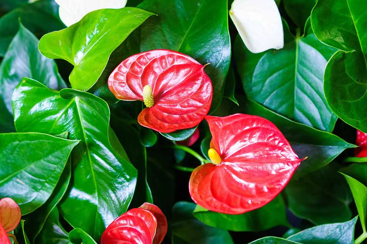 Styling Spaces with Anthurium: Modern Interiors Meet Tropical Elegance