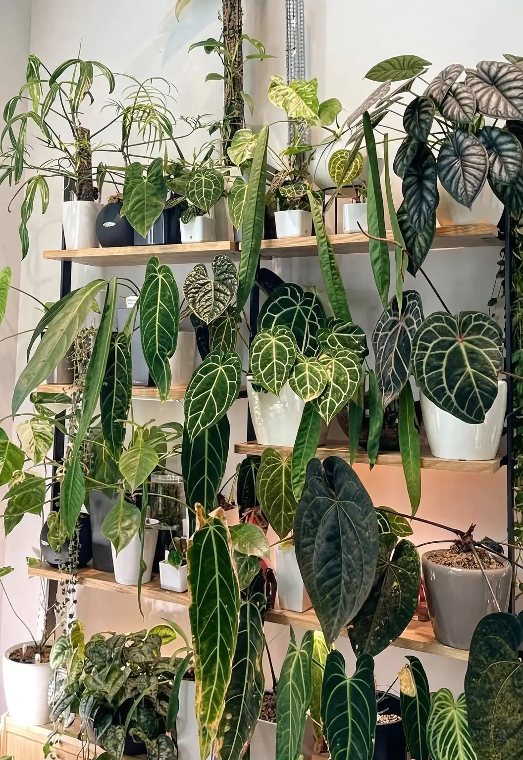 anthurium color variety display