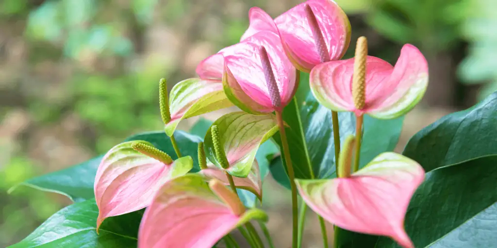 Propagate Like a Pro: Anthurium Andraeanum Propagation Masterclass