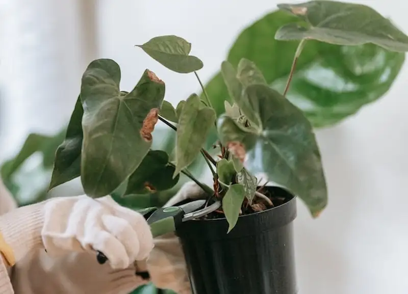 Anthurium stem cutting preparation