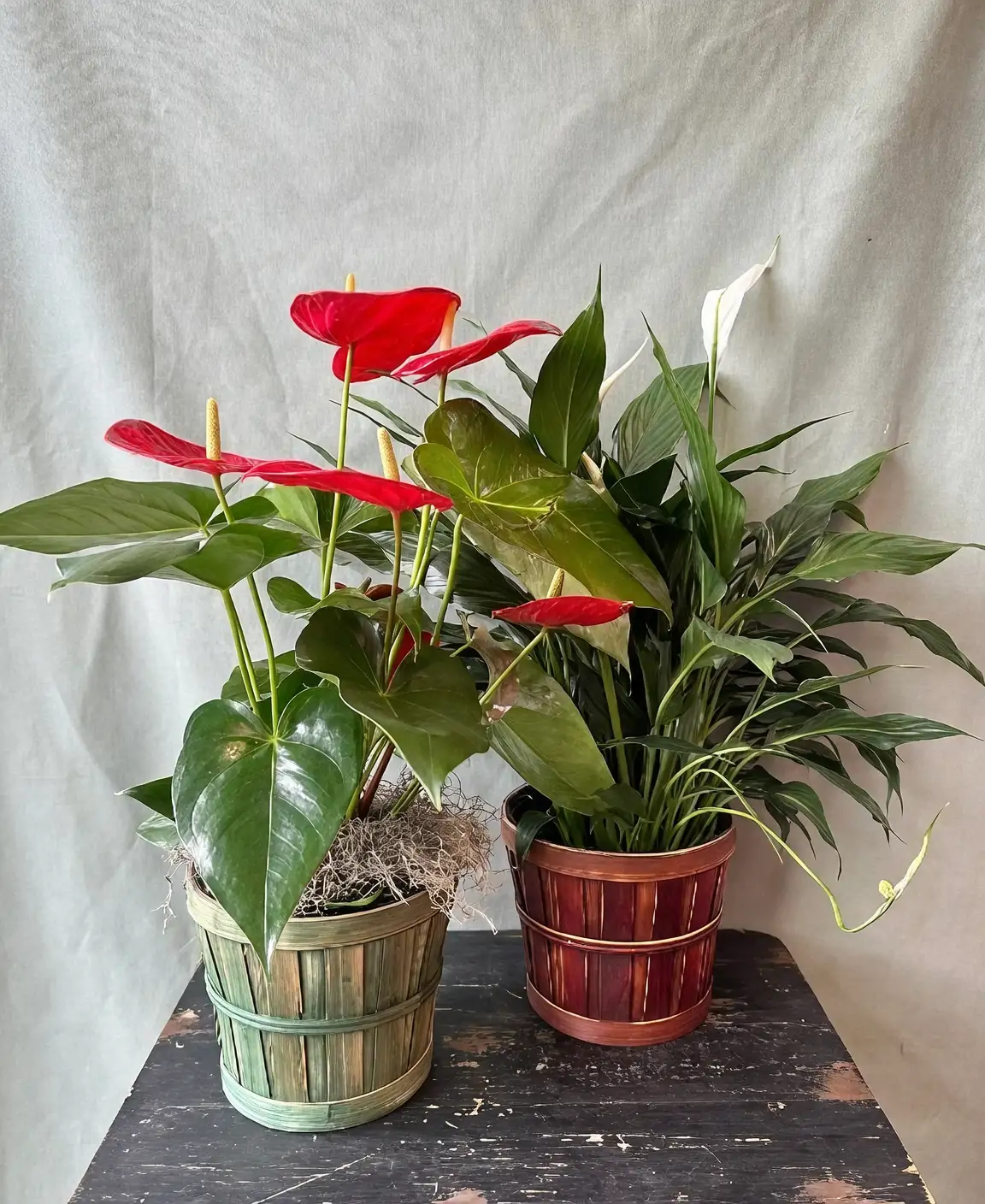 peace lily and anthurium together