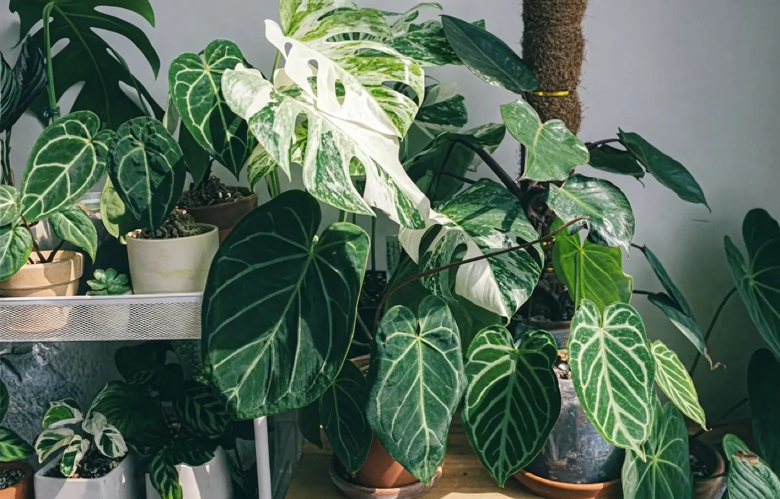 monstera and anthurium indoor setup