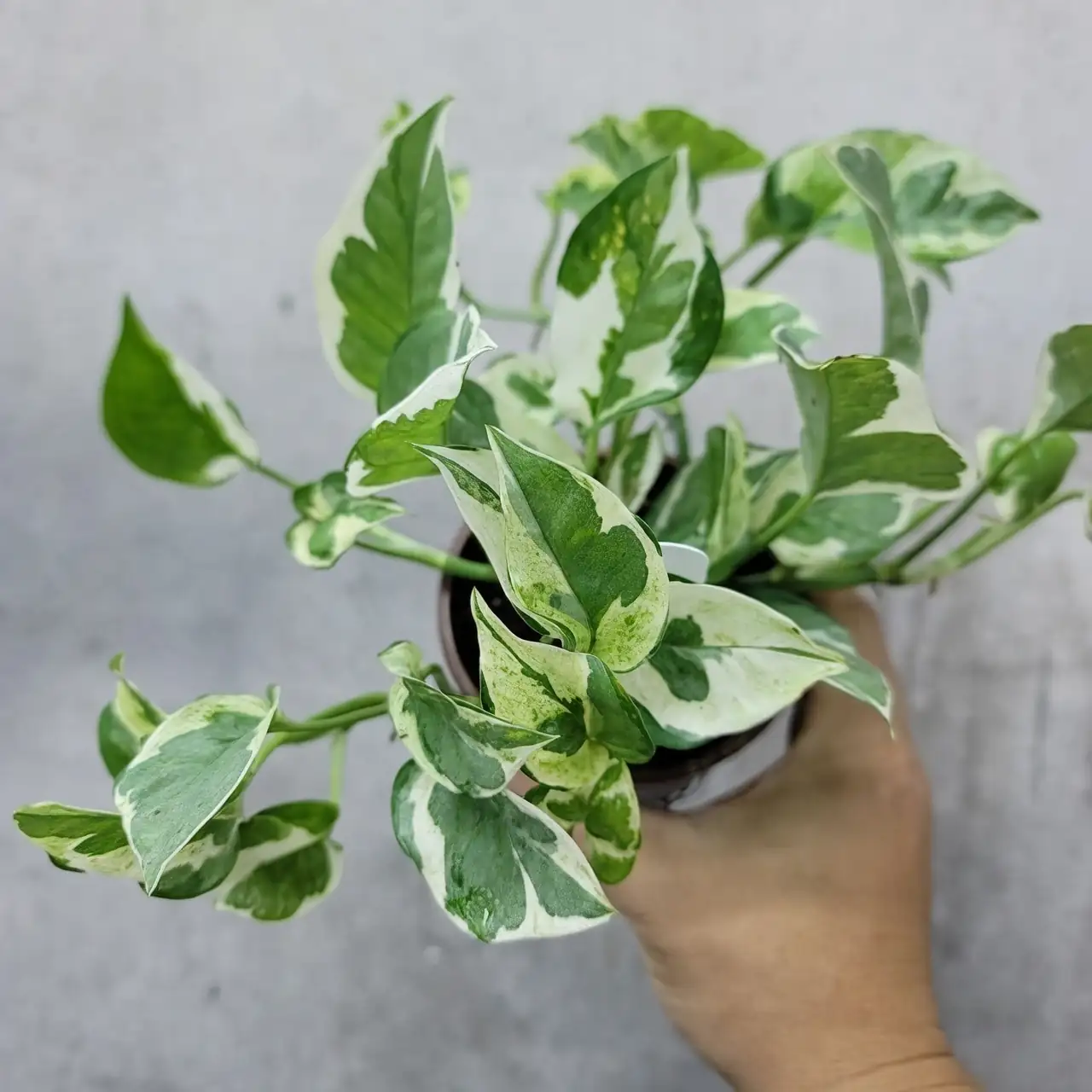 pothos trailing around anthurium