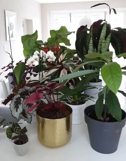 The Root of the Matter: Choosing the Perfect Pot Size for Your Plants