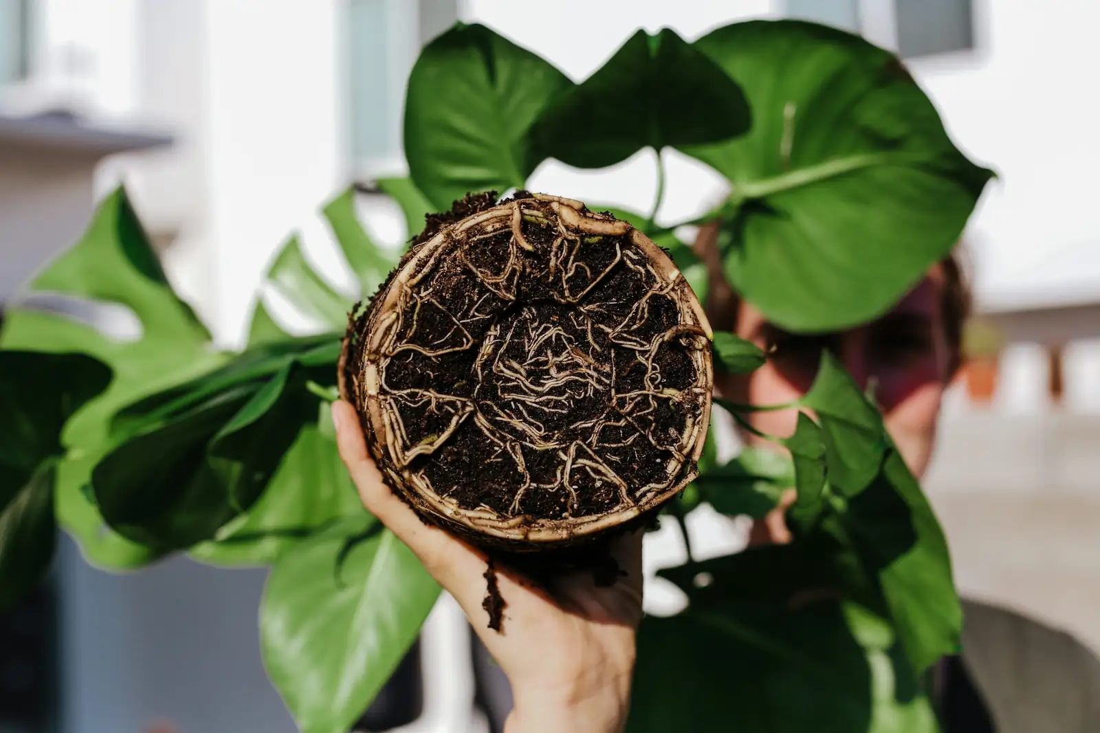 plant roots poking out of pot