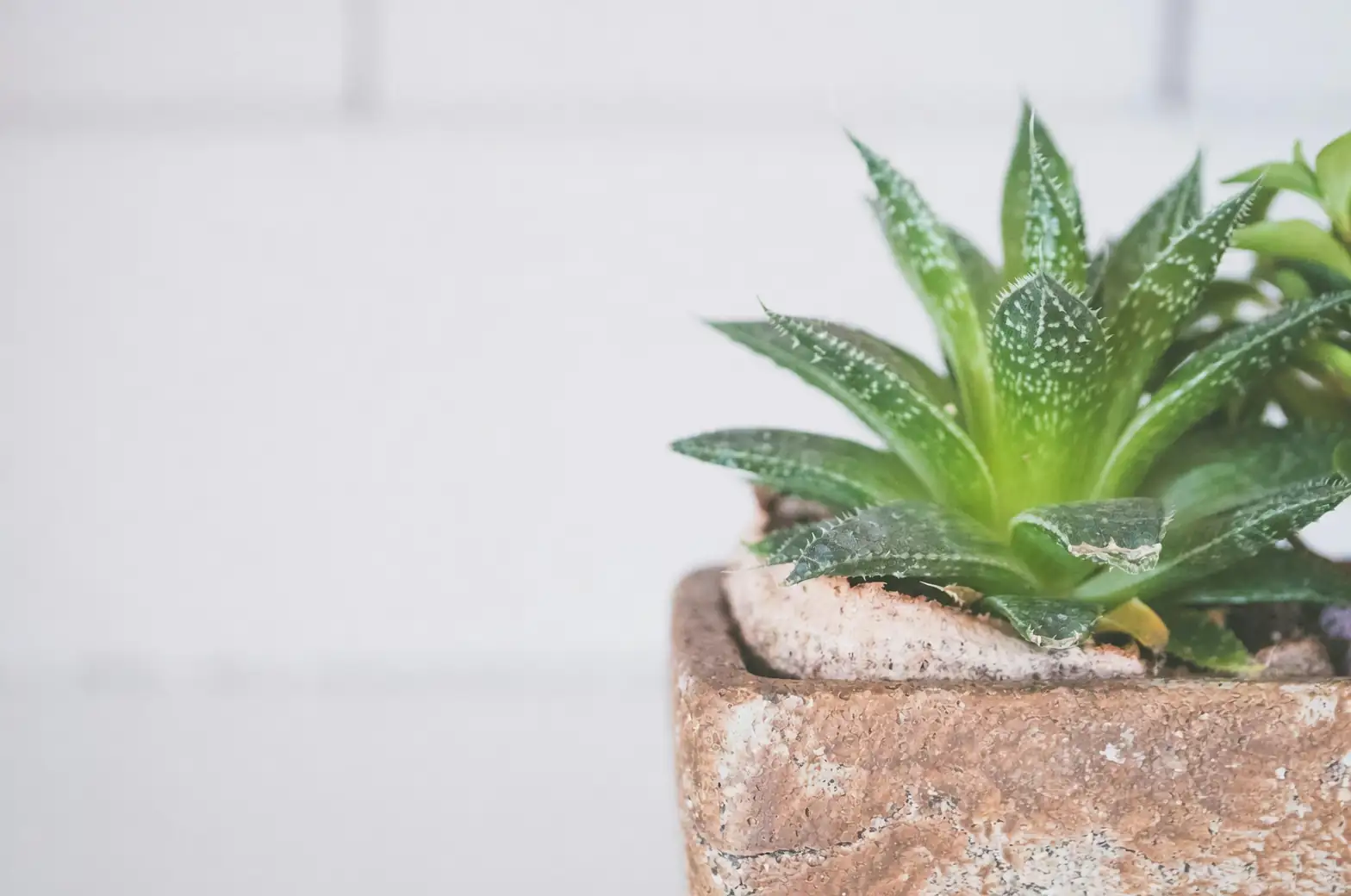 succulent in small pot