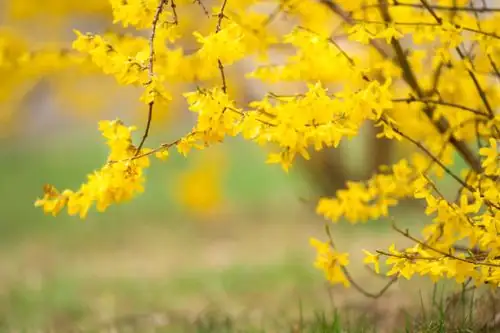 Spring’s Golden Burst: Mastering Forsythia Care for a Vibrant Garden