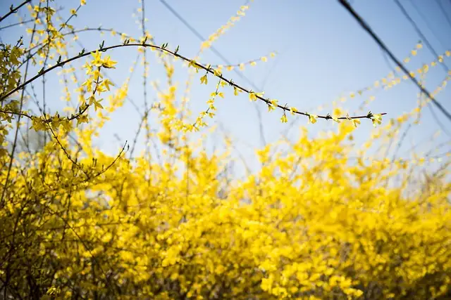 forsythia in full sun