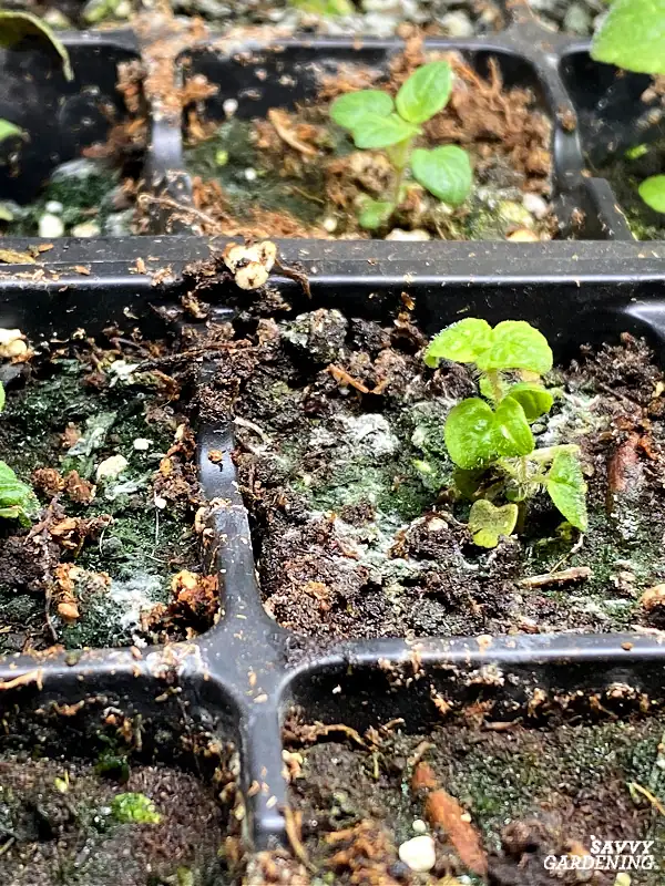 Keep Your Seedlings Happy: Avoiding Waterlogging and Root Rot