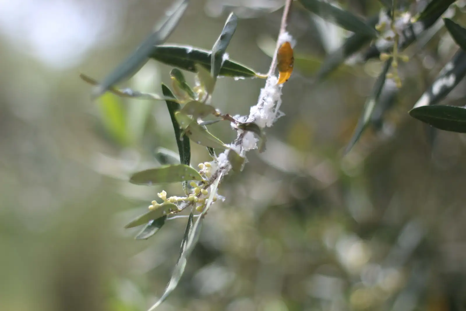 aphids on forsythia leaves
