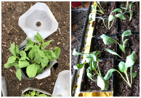 seedlings in large pot