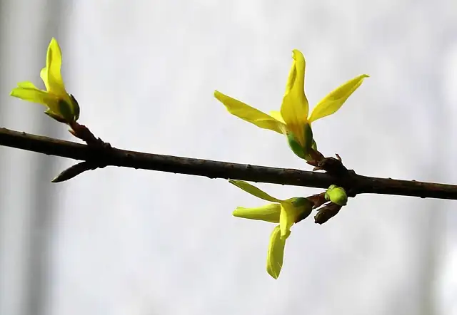 twig blight on forsythia