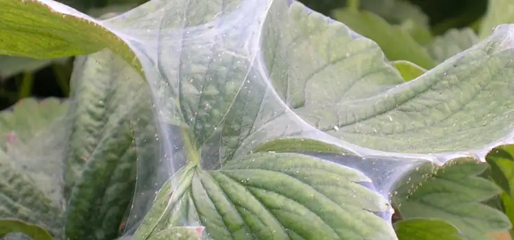 spider mites webbing on leaves