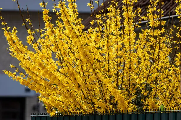 forsythia flowers close-up