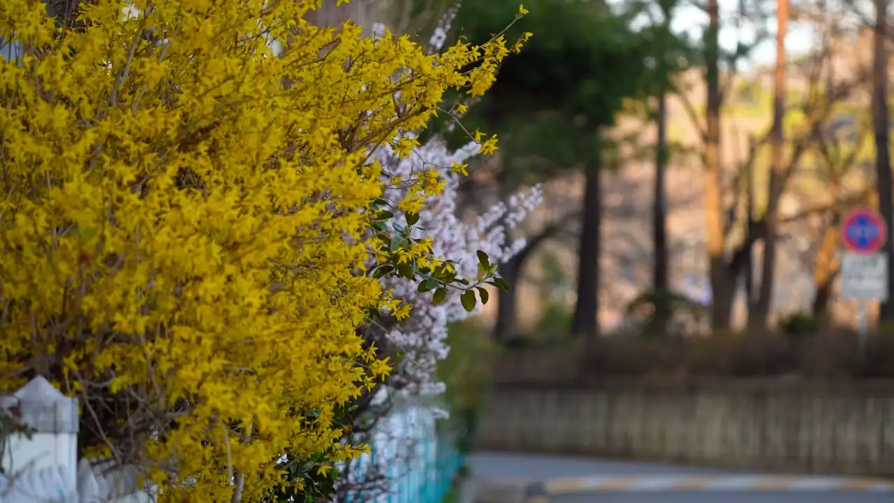 From Ancient Slopes to Your Garden: The Storied Travels of Forsythia