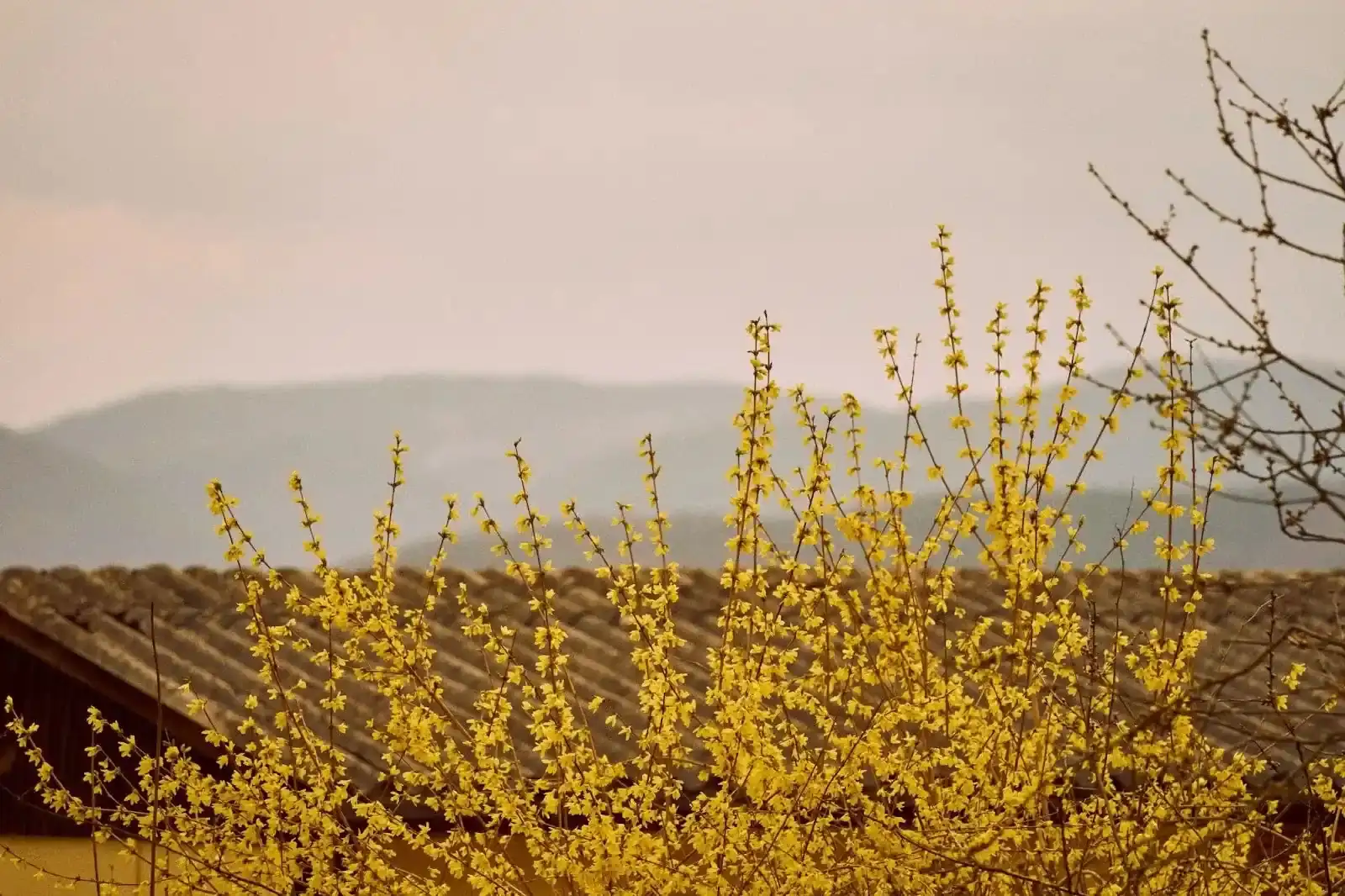 forsythia cultural symbolism