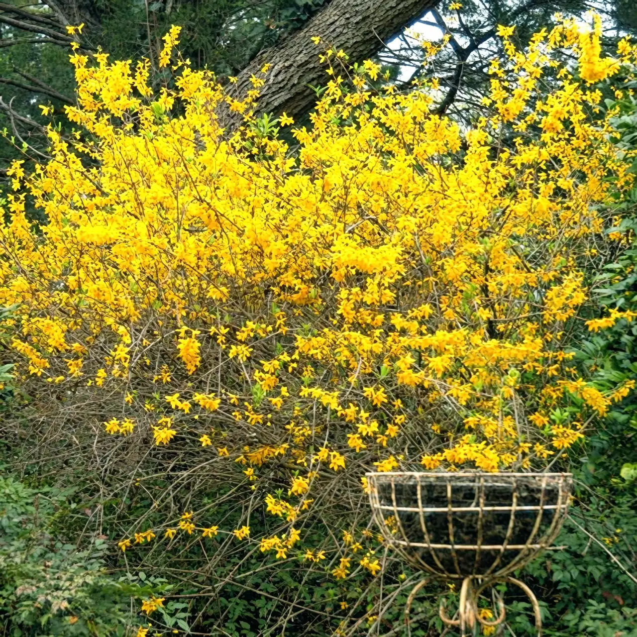 forsythia in garden landscape