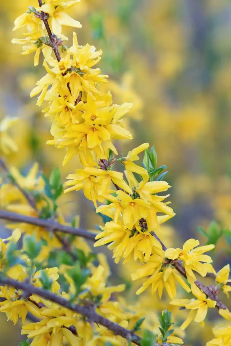 Quirky Forsythia Facts: Why This Shrub is a Spring Fan Favorite
