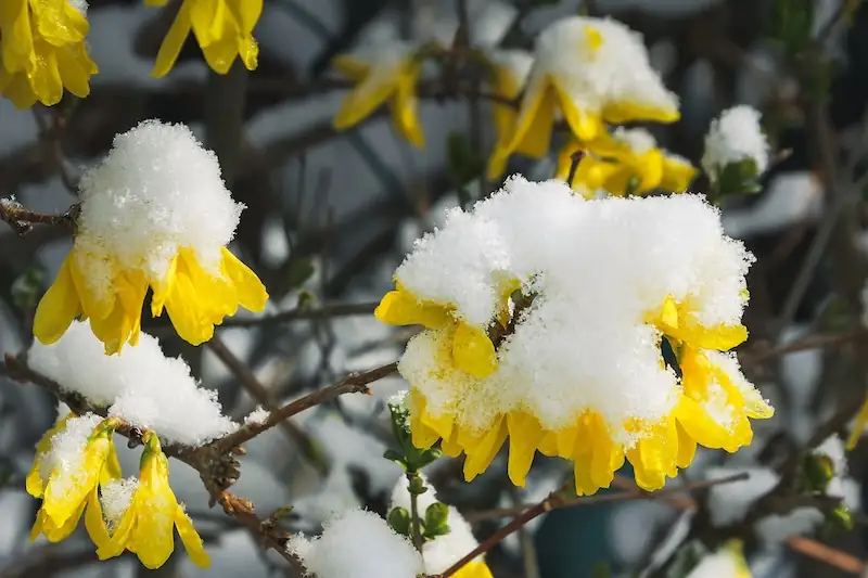 forsythia blooming in snow