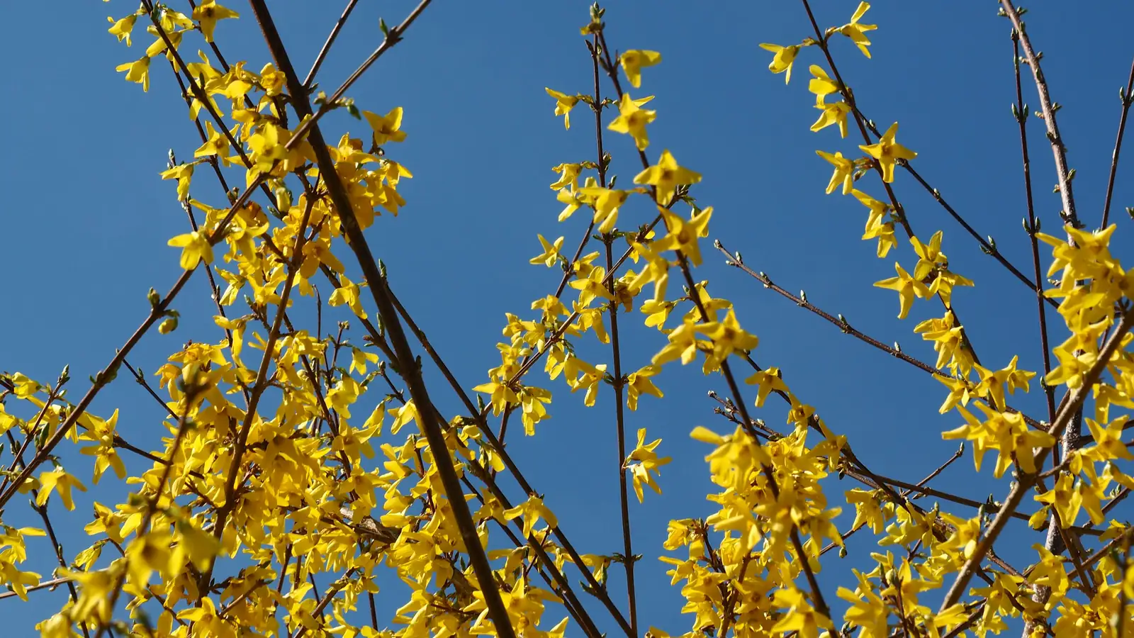 forsythia branches rooting ground