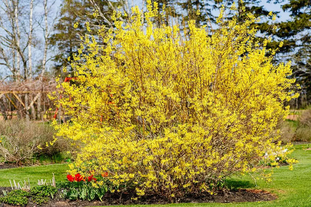 forsythia garden landscape