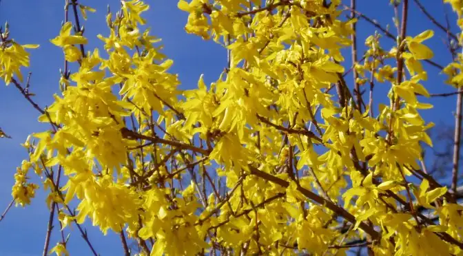Forsythia in Bloom: Symbolism and Flower Language Explained