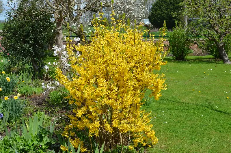 forsythia shrub in garden setting