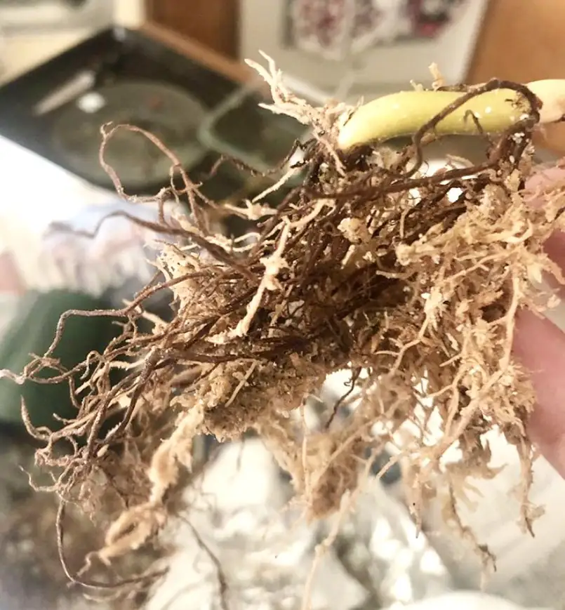 Crafting the Perfect Planter: Mastering Drainage with Gravel and Clay Balls