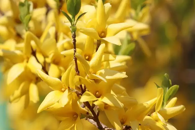forsythia gift arrangement spring flowers