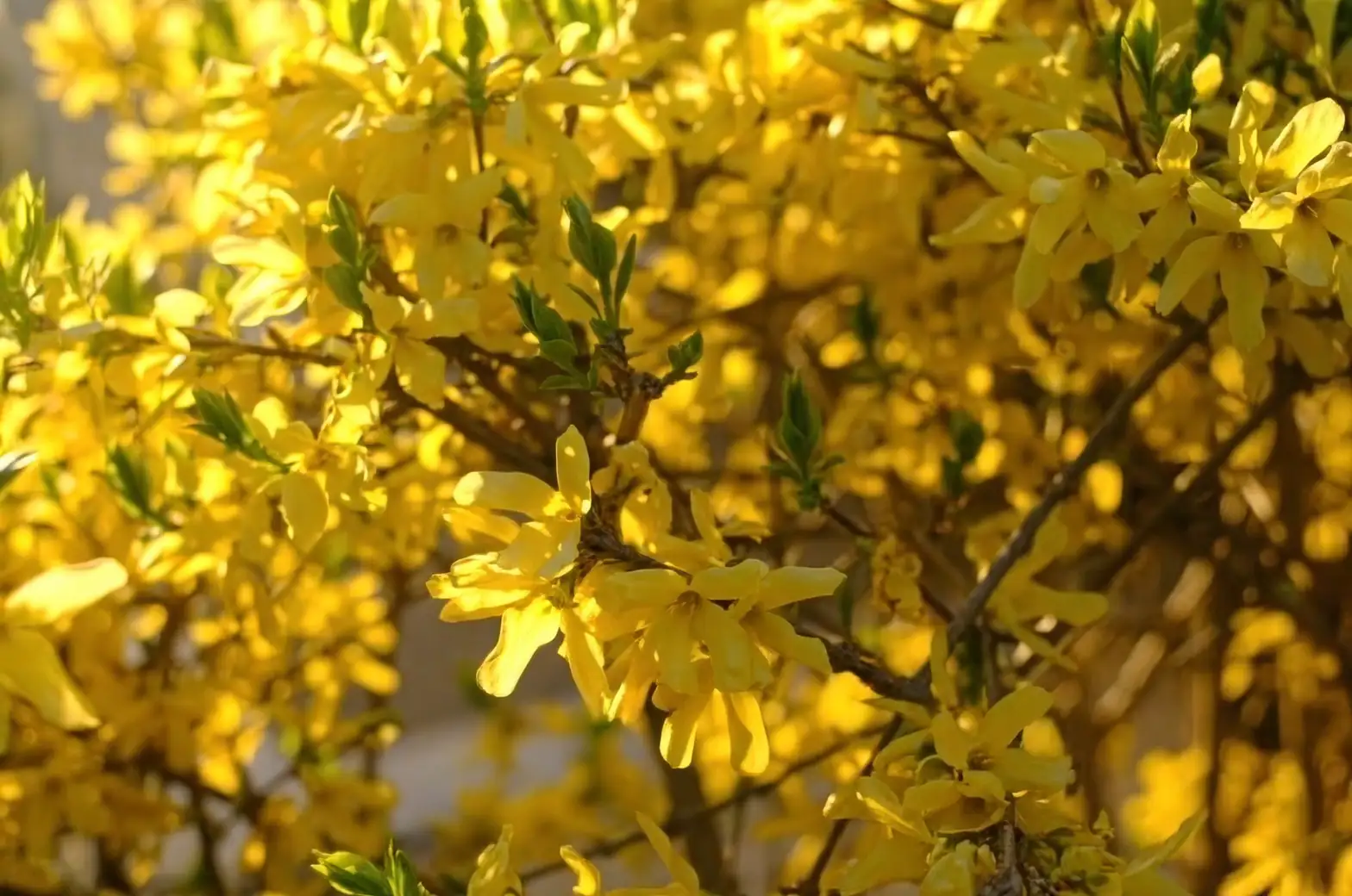Forsythia in Design: Brightening Spaces with Golden Hues