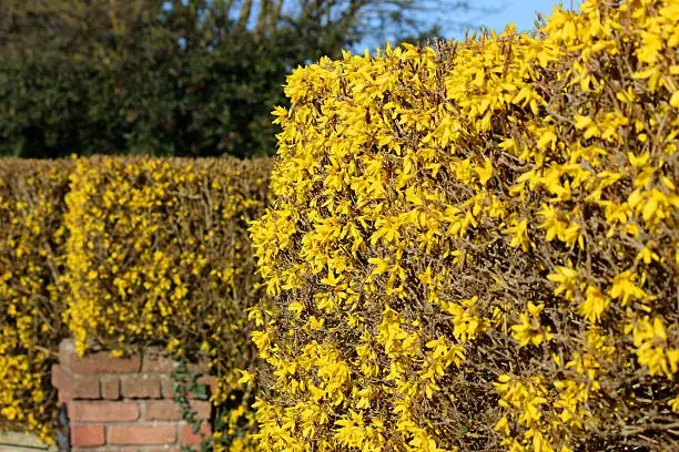 forsythia border hedge garden