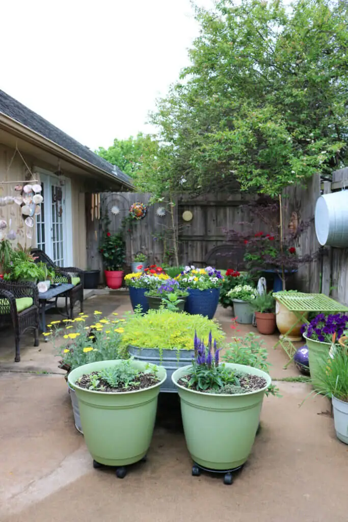 forsythia container garden patio