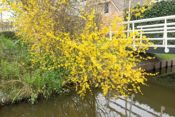 forsythia layering process