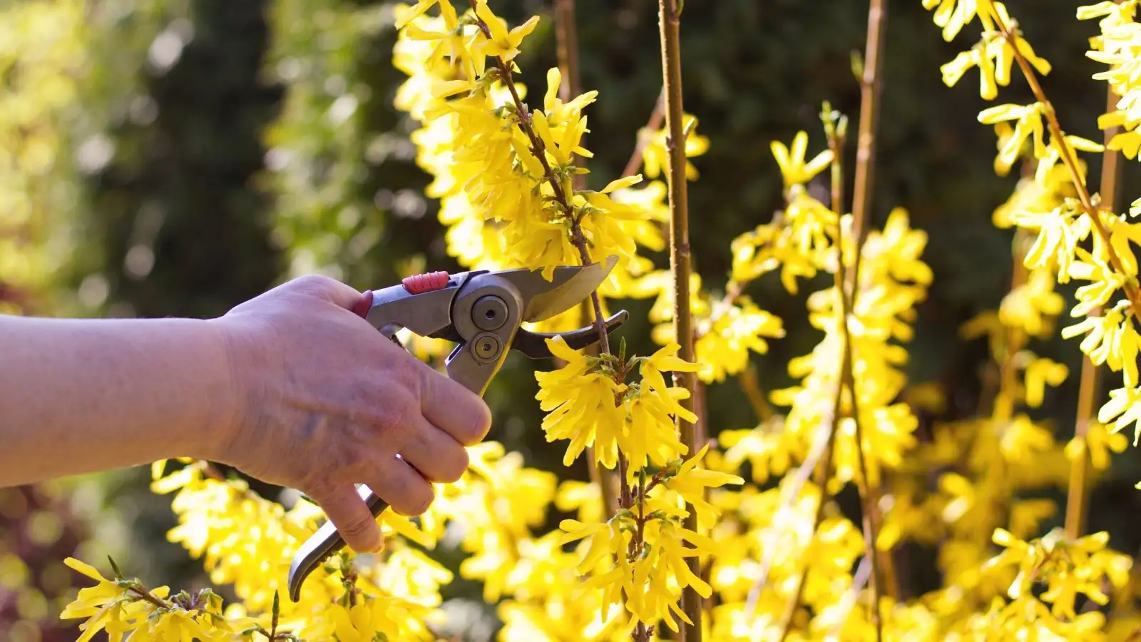 forsythia in sunlight garden