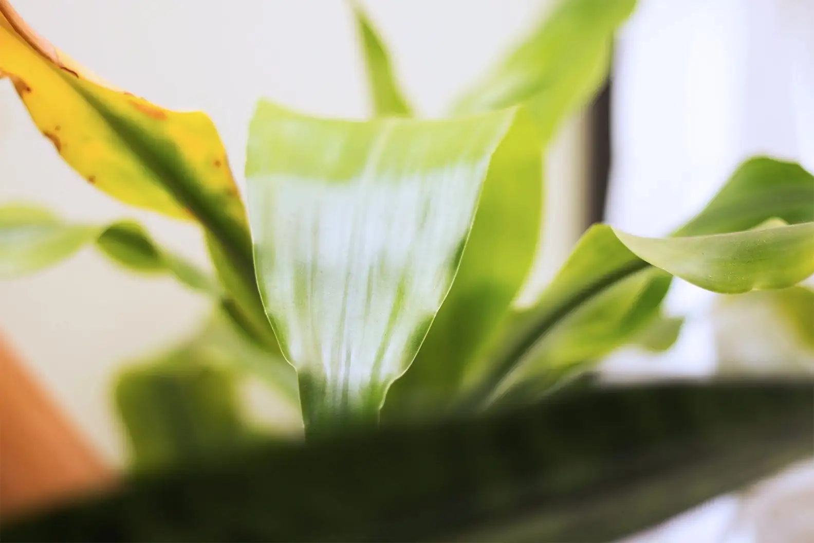 Why Are Your Plant Leaves Turning Yellow? Here’s How to Revive Them!