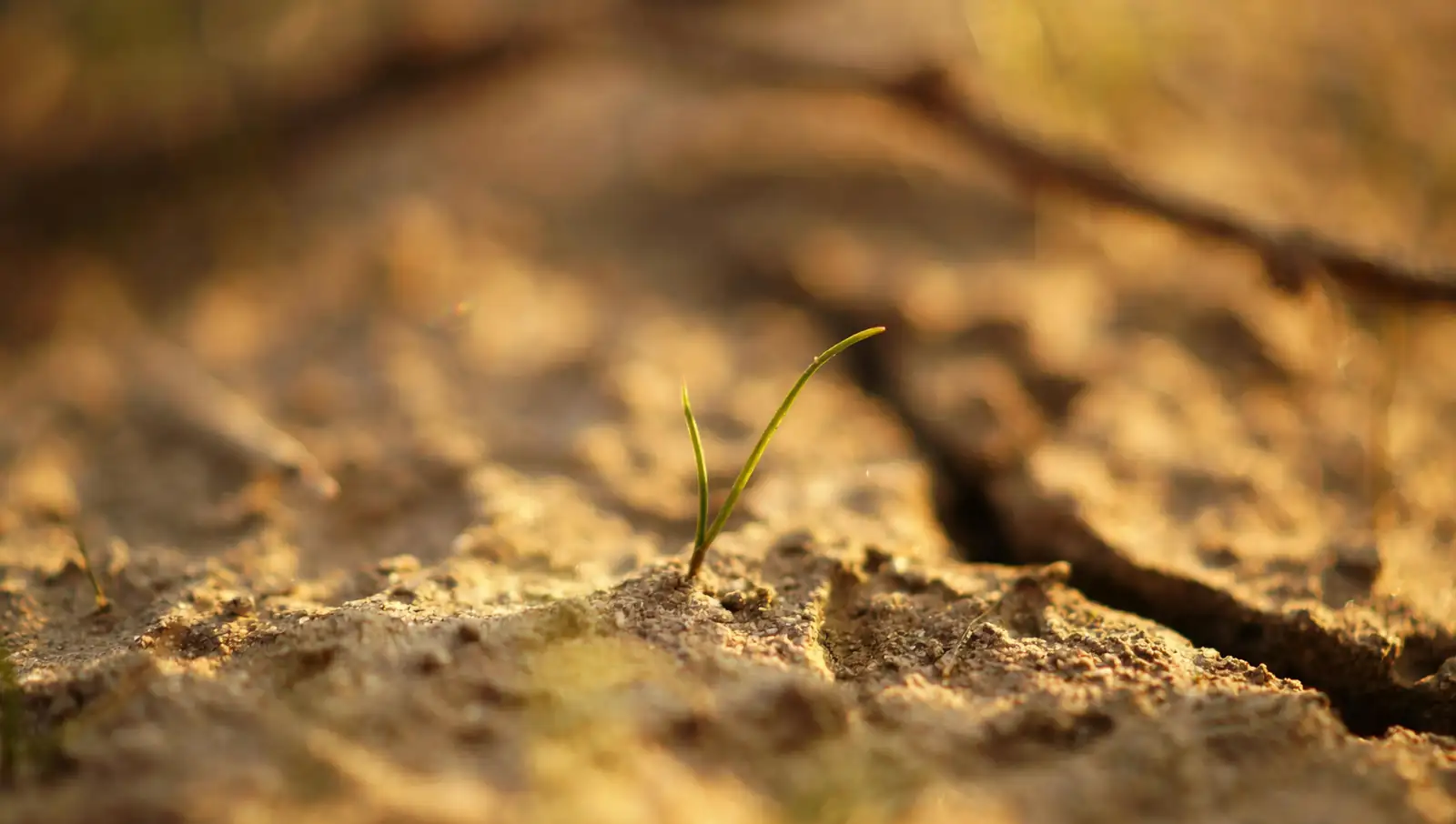 underwatered plant dry soil