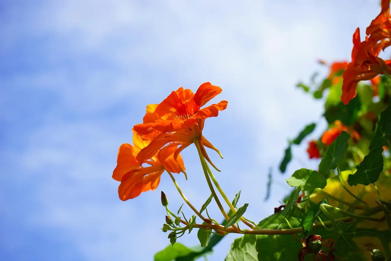 Perfect Nasturtiums: How to Care for These Cheerful Blossoms!