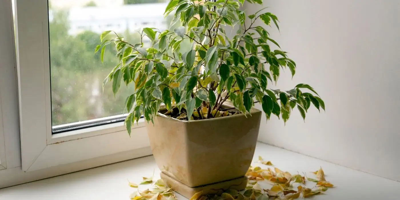 houseplant leaf drop